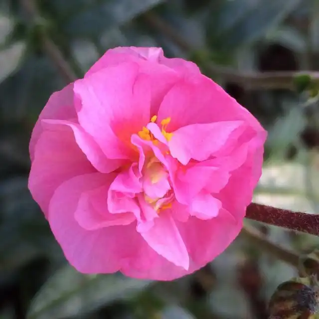 Сорт солнцецвета «Аннабель» (Helianthemum ‘Annabelle’)