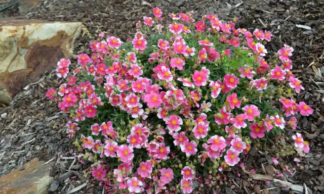 Сорт солнцецвета «Распберри Рипл» (Helianthemum ‘Raspberry Ripple’)