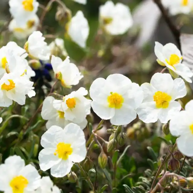 Солнцецвет аппенинский (Helianthemum apenninum)