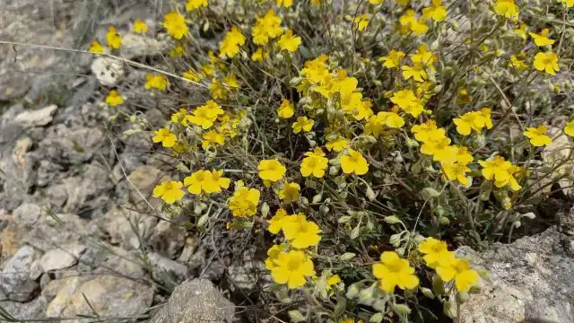 А уж на альпийских горках, склонах, террасах, подпорных стенках и каменистых садиках ему самое место!
