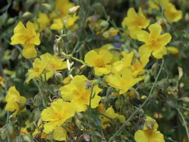 Сорт солнцецвета «Голден Квин» (Helianthemum ‘Golden Queen’)