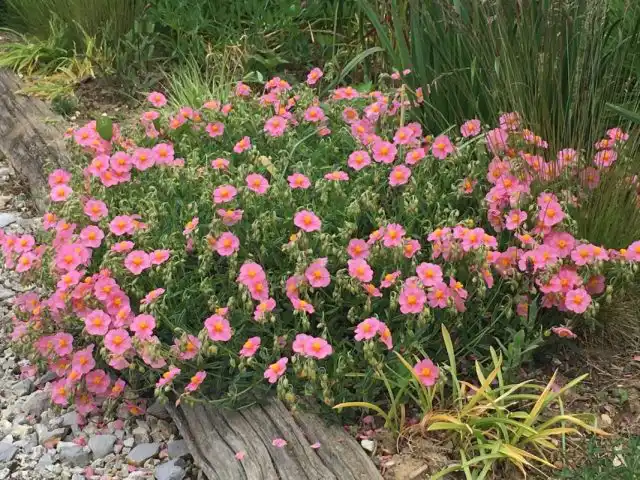 Солнцецвет сорта «Лоуренсонс Пинк» (Helianthemum ‘Lawrenson’s Pink’)