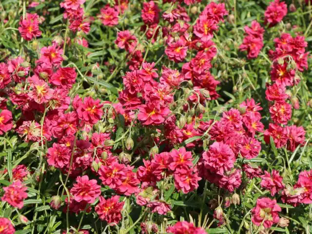 Сорт солнцецвета «Сериз Квин» (Helianthemum ‘Cerise Queen’)