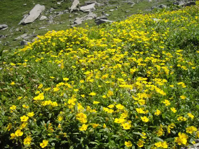 Cолнцецвет монетолистный (Helianthemum nummularium)