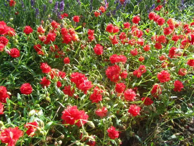 Сорт солнцецвета «Амабил Пленум» (Helianthemum ‘Amabile Plenum’)