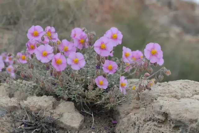 Cолнцецвет пузырчатый (Helianthemum vesicarium)