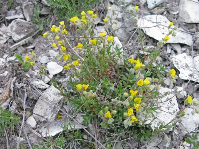Солнцецвет меловой (Helianthemum cretaceum)