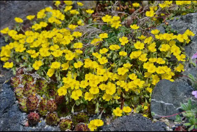 Солнцецвет альпийский (Helianthemum alpestre)