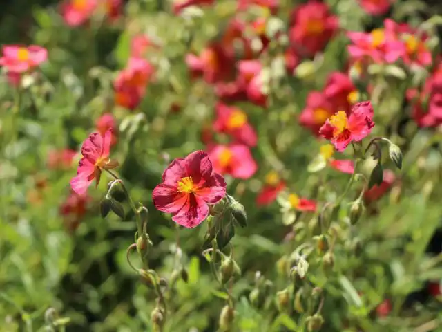 Сорт солнцецвета «Домпфатт» (Helianthemum ‘Dompfaff’)