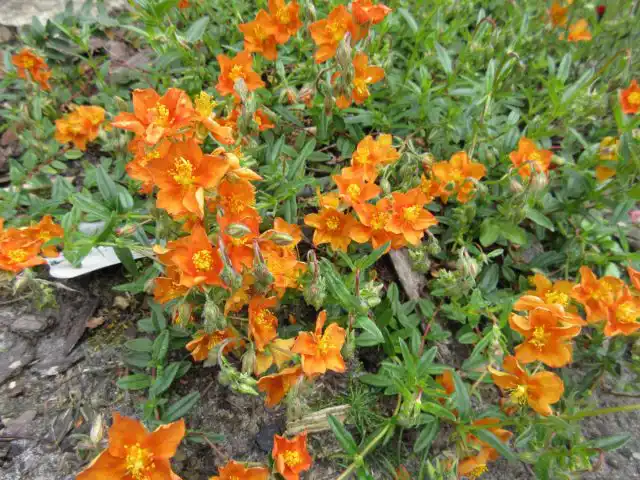 Сорт солнцецвета «Бронз Теппич» (Helianthemum ‘Bronzeteppich’)