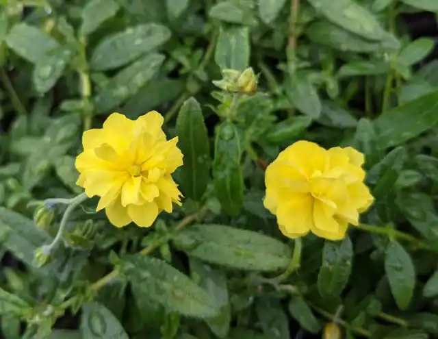 Сорт солнцецвета«Джубили» (Helianthemum ‘Jubilee’)