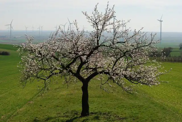Абрикос крайне устойчив к засолению почв.