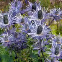 Синеголовник