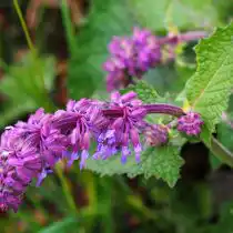 Шалфей мутовчатый (Salvia verticillata)