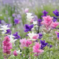 Шалфей зелёный (Salvia viridis)