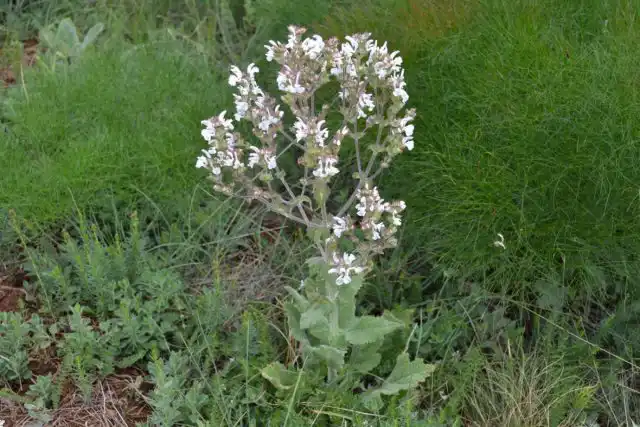 Шалфей эфиопский (Salvia aethiopis)