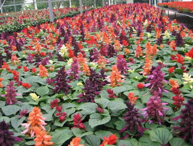 Шалфей сверкающий (Salvia splendens)