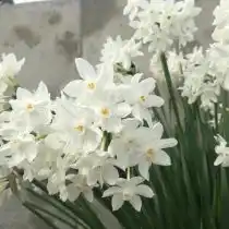 Нарцисс бумаговидный сорта «Зива» (Narcissus papyraceus 'Ziva')