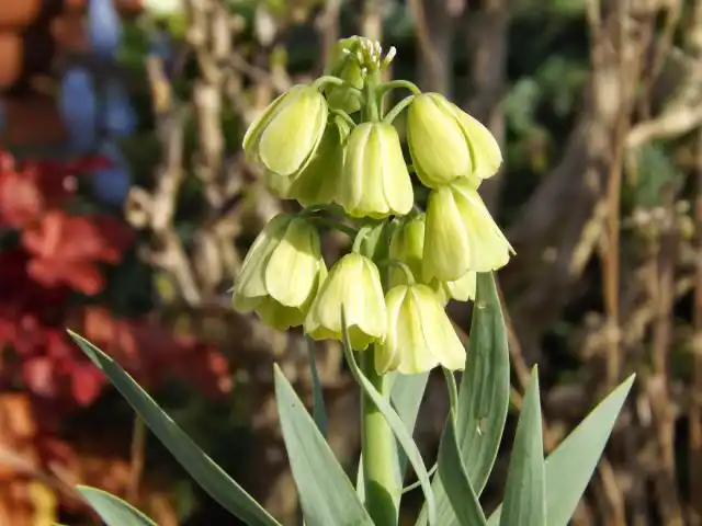 Добавит эффектности рябчик персидский сорта «Альба» (Fritillaria persica 'Alba'). Верхушку стебля усеивают до 30 цветков
