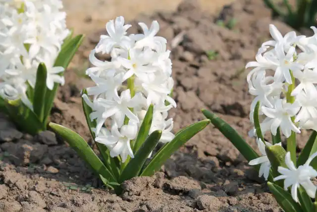 Гиацинт «Карнеги» (Hyacinthus 'Carnegie')