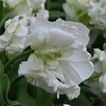 Цветы сорта «Вайт Ребел» (Tulipa 'White Rebel') будто сошли с картины эпохи Барокко