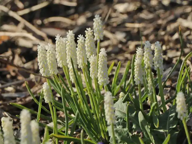 Сорт мускари гроздевидной «Альбум» (Muscari botryoides 'Album')