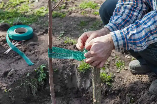 Як підв'язати дерево під