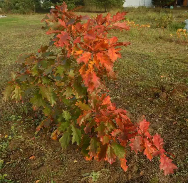 Здоровье дерева укрепляйте с раннего возраста. В осенний период вносите минеральные составы и органические компоненты. Комплексные удобрения используйте весной