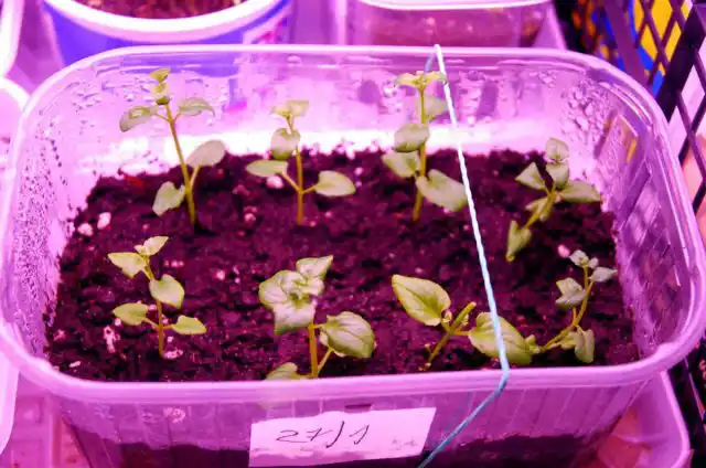 Диасцию можно размножать черенками. Если вы живете в климате, где жизненный цикл растения естественным образом заканчивается сильными осенними заморозками