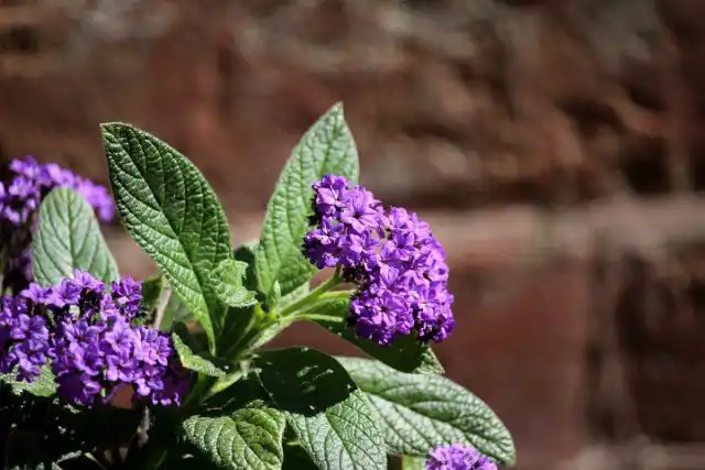 Некоторые цветоводы описывают запах цветов гелиотропа как ванильный, в то время как другие утверждают, что они пахнут как вишневый пирог