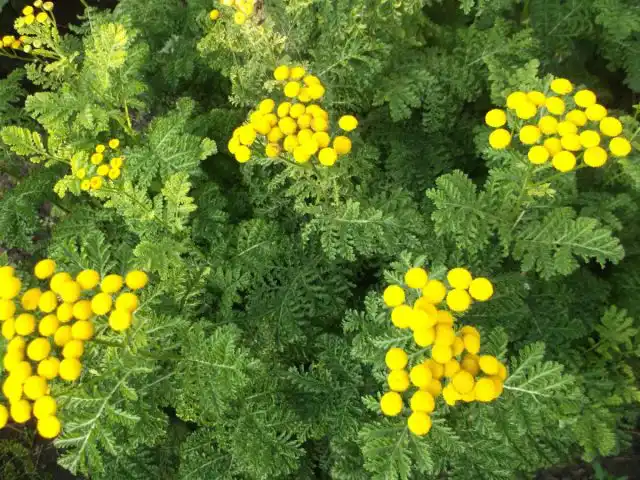 Пижма сорта «Криспа»