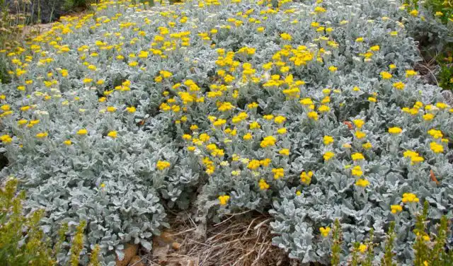 Пижма густая (Tanacetum densum)