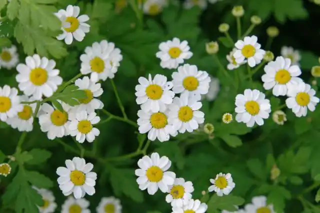 Пижма девичья (Tanacetum parthenium)