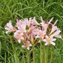Ликорис чешуйчатый (Lycoris squamigera)