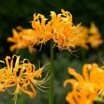 Ликорис желтый (Lycoris aurea)