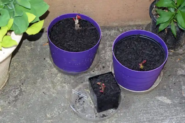 Если почки тронулись в рост, останется только высадить корневища в кашпо и уже в таком виде передержать до конца лета.