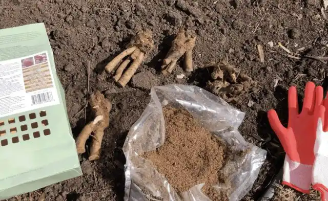 Если почки еще только в зачаточном состоянии и не начали прорастать, корневище можно пересыпать влажным торфом (некислым низовым).