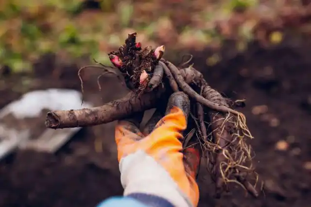 Для большинства пионов достаточно будет 70-100 см.