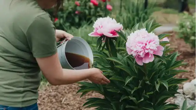 Первые два года правильно посаженные пионы ничем кормить не нужно, начиная с третьего года – по стандартной схеме 4 раза за сезон.