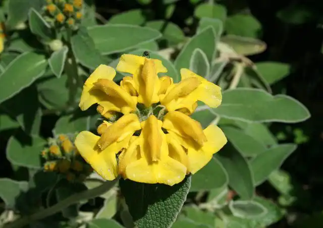 Зопник кустарниковый (Phlomis fruticosa)