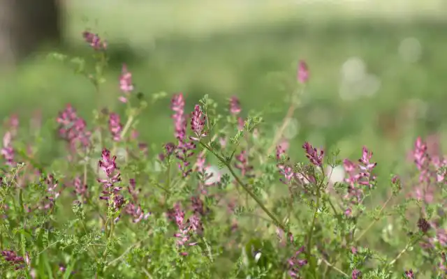 В природе существует более 50 видов дымянки. Наиболее распространена дымянка лекарственная (Fumaria officinalis)