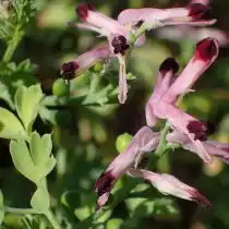 Дымянка Бастарда (Fumaria bastardii)