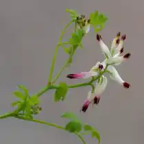 Дымянка козья (Fumaria capreolata)