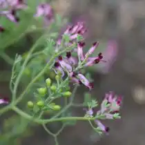 Дымянка Шлейхера (Fumaria schleicheri)