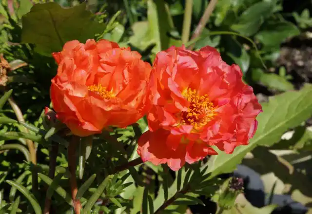 Портулак «Endless Summer Orange»