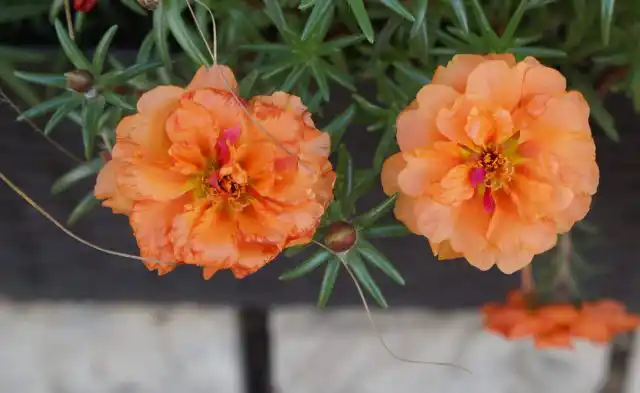 Портулак «Happy Trails Orange»