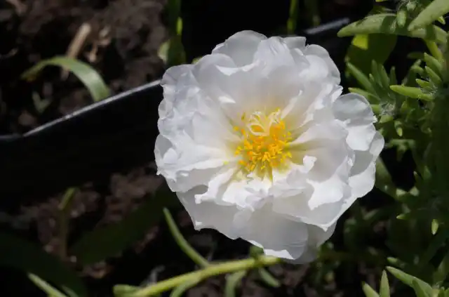 Портулак «Happy Trails White»