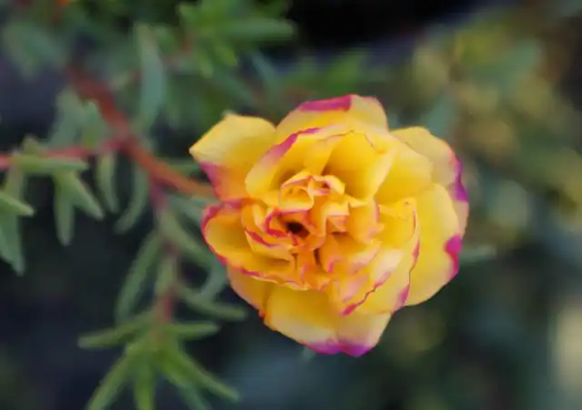 Портулак «Happy Trails Yellow»