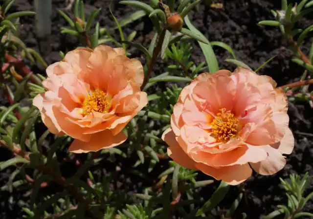 Портулак «Сандайл Манго»