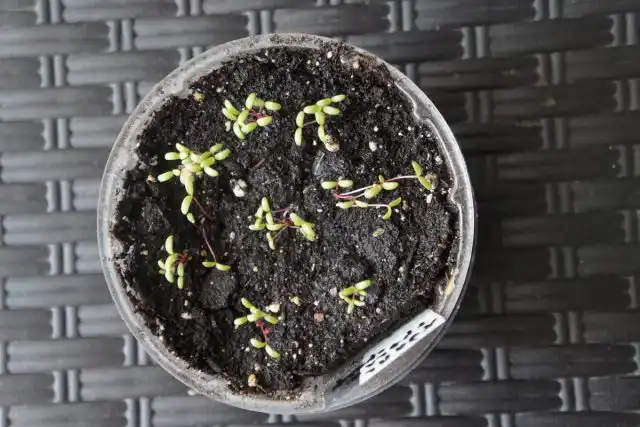 Перед высадкой в саду рассаду необходимо «закалить». Приучите молодые растения к уличным условиям, перенеся их на неделю в защищенное место на улице